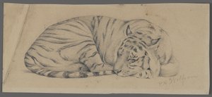 Tigre addormentata da Philip H. Wolfrom