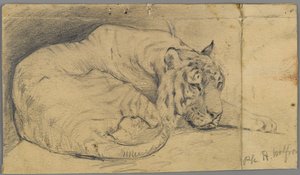 Tigre addormentata