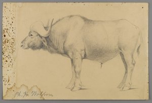 Bufalo d