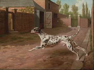 Un dalmata che corre in un cortile di stalla