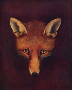 Renard la Volpe, c1800, 1922