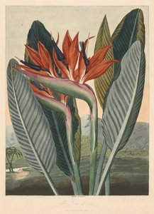 Il Tempio di Flora, o Giardino della Natura: Il Fiore della Regina, 1812 da Philip Reinagle