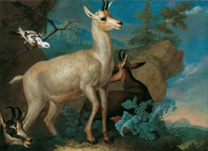 Tre camosci e un merlo da Philipp Ferdinand de Hamilton