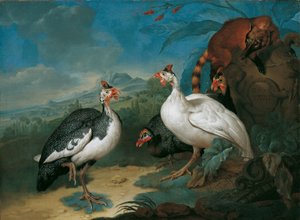 Faraone e coati da Philipp Ferdinand de Hamilton