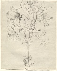 Un Gambo di Gigli con Sei Fiori da Philipp Otto Runge