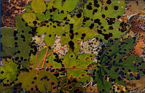 Acer pseudoplatanus: Sicomoro attaccato dal fungo nero Rhytisma acerinum