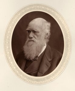 Ritratto di Charles Darwin, 1877 da Photo studio Lock and Whitfield
