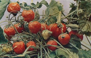 Fragole - John Kidd & Co. Ltd. da Photochrom Co Ltd of London