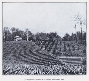 Una piantagione di ananas a Woombye, North Coast Line
