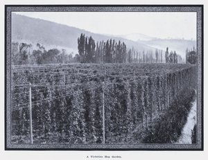 Un giardino di luppolo vittoriano