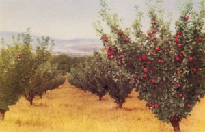 Frutteto di Mele
