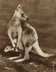 Cucciolo di canguro che guarda fuori dalla tasca della madre, Australia