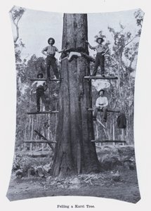 Abbattimento di un albero di Karri da Photographer Australian