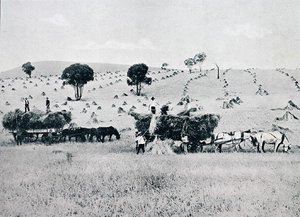 Raccolta, Nuovo Galles del Sud, c.1900, da 