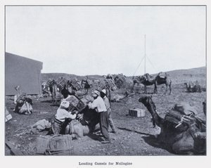 Caricamento di cammelli per Nullagine da Photographer Australian