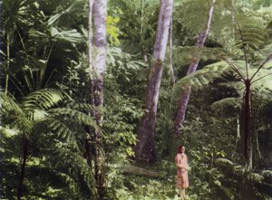 Queensland, Australia: giungla tropicale (foto)