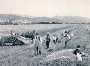 Mietitura del grano, Tasmania, c.1900, da 