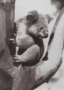 Il Koala unico o Orso Nativo da Photographer Australian