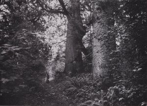 Giganti della foresta, Stanley Park, Vancouver (foto in b/n) da Photographer Canadian