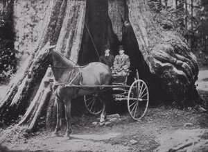 Il grande albero, Stanley Park, Vancouver