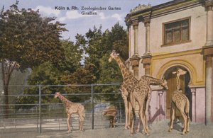 Zoo di Colonia, giraffe (foto)