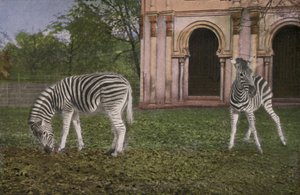 Zoo di Colonia, Zebre da Photographer German
