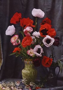 Vaso di papaveri