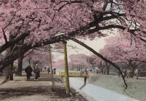 Giappone, c.1912: Fiori di ciliegio a Koganei, vicino a Tokyo da Photographer Japanese