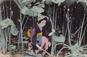 Giappone, c.1912: Enorme Rabarbaro di palude, pianta selvatica, Akita