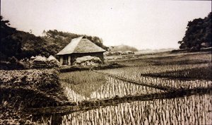 Campi di riso in Giappone