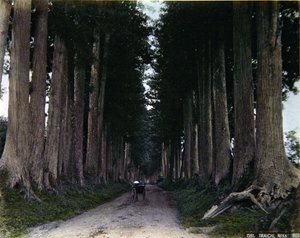 Risciò su una strada alberata a Nikko, c.1900