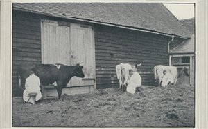 Mungitura delle mucche, 1910