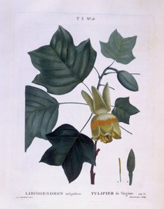 Albero di tulipano americano (Liriodendron tulipifera), Henry Louis Duhamel du Monceau, tavola botanica di Pierre Joseph Redouté