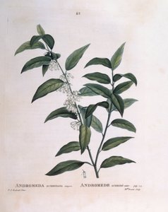 Andromeda acuminata, tavola botanica di Pierre Joseph Redouté da Pierre Joseph Redouté
