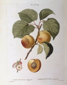 Albicocco (Armeniaca vulgaris o Prunus armeniaca), tavola botanica di Pierre Joseph Redouté