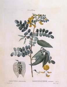Senna vesicaria (Colutea arborescence), tavola botanica di Pierre Joseph Redouté da Pierre Joseph Redouté