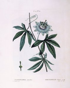 Passiflora blu (Passiflora caerulea), tavola botanica di Pierre Joseph Redouté