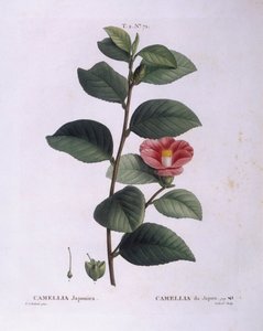 Camelia (Camellia japonica), tavola botanica di Pierre Joseph Redouté da Pierre Joseph Redouté