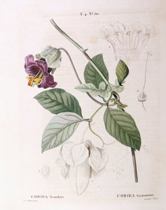 Vite a coppa e piattino (Cobaea scandens), tavola botanica di Pierre Joseph Redouté