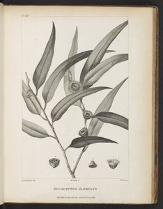 Eucalyptus Globulus da 