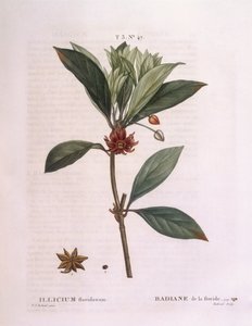 Anice della Florida (Illicium floridanum), tavola botanica di Pierre Joseph Redouté da Pierre Joseph Redouté