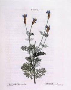 Lavanda francese (Lavandula stoechas), Henry Louis Duhamel du Monceau, tavola botanica di Pierre Joseph Redouté da Pierre Joseph Redouté