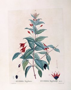 Fucsia (Fuchsia magellanica), Henry Louis Duhamel du Monceau, tavola botanica di Pierre Joseph Redouté da Pierre Joseph Redouté