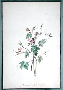 Geranium Robertianum da Pierre Joseph Redouté