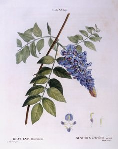 Glicine (Glycine frutescens), Henry Louis Duhamel du Monceau, tavola botanica di Pierre Joseph Redouté da Pierre Joseph Redouté