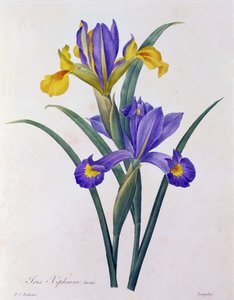 Iris Xiphium da Pierre Joseph Redouté