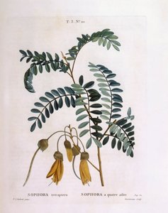 Kowhai (Sophora tetraptera o Edwardsia grandiflora), tavola botanica di Pierre Joseph Redouté