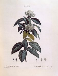Laurustinus (Viburnum tinus), tavola botanica di Pierre Joseph Redouté da Pierre Joseph Redouté