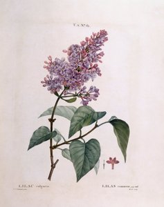 Lillà (Syringa vulgaris), tavola botanica di Pierre Joseph Redouté da Pierre Joseph Redouté