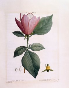 Magnolia (Magnolia discolour), tavola botanica di Pierre Joseph Redouté da Pierre Joseph Redouté